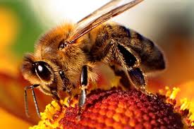 Dzień Pszczół w WPN