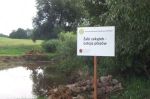 Na ratunek płazom