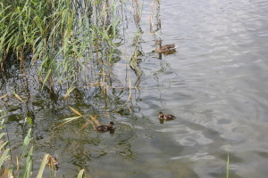 Suwałki plaża w Krzywem