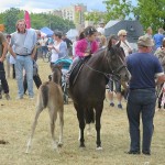 Suwałki Piknik Kawaleryjski 2018