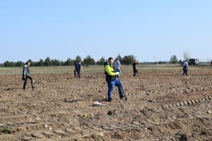 Suwałki Os. Franciszkańska sadzenie drzew