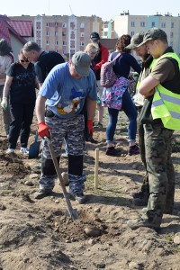 Suwałki Os. Franciszkańska sadzenie drzew
