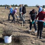 Suwałki Os. Franciszkańska sadzenie drzew