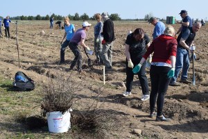 Suwałki Os. Franciszkańska sadzenie drzew