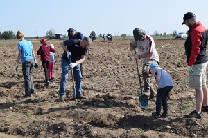 Suwałki Os. Franciszkańska sadzenie drzew