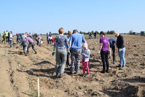 Suwałki Os. Franciszkańska sadzenie drzew