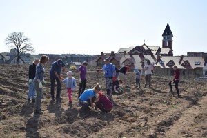 Suwałki Os. Franciszkańska sadzenie drzew
