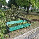 Suwałki konar wichura Park Konstytucji