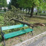 Suwałki konar wichura Park Konstytucji
