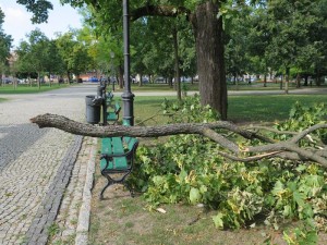 Suwałki konar wichura Park Konstytucji
