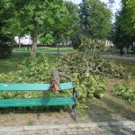 Suwałki konar wichura Park Konstytucji