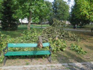 Suwałki konar wichura Park Konstytucji