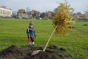 Suwałki Bulwary sadzenie drzew