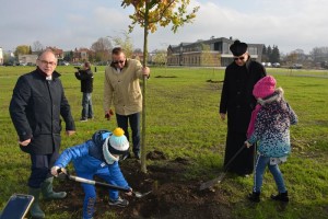 Suwałki Bulwary sadzenie drzew