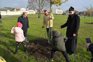 Suwałki Bulwary sadzenie drzew