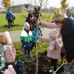 Suwałki Bulwary sadzenie drzew