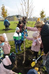 Suwałki Bulwary sadzenie drzew