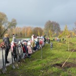 Suwałki Bulwary sadzenie drzew