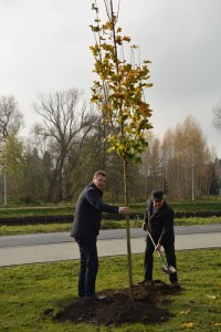 Suwałki Bulwary sadzenie drzew