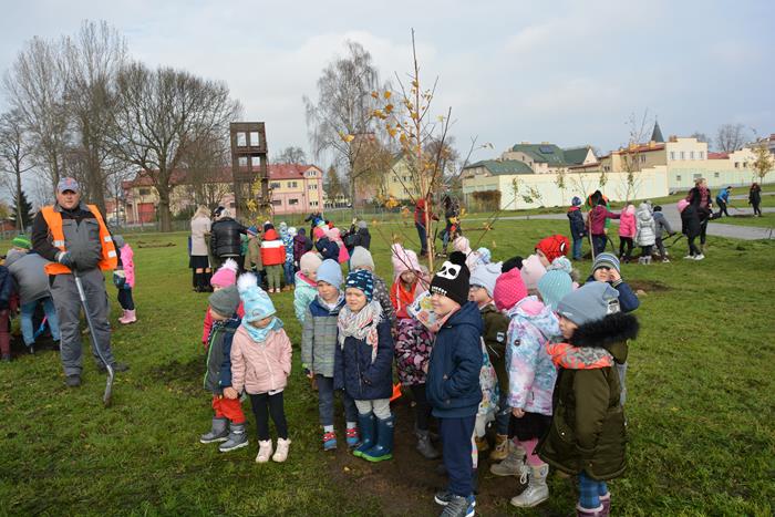 Suwałki Bulwary sadzenie drzew