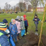 Suwałki Bulwary sadzenie drzew