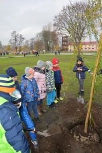 Suwałki Bulwary sadzenie drzew