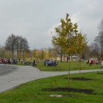 Suwałki Bulwary sadzenie drzew