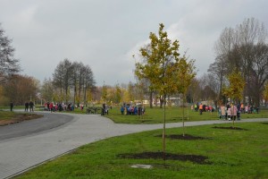 Suwałki Bulwary sadzenie drzew