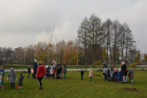 Suwałki Bulwary sadzenie drzew