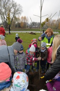 Suwałki Bulwary sadzenie drzew