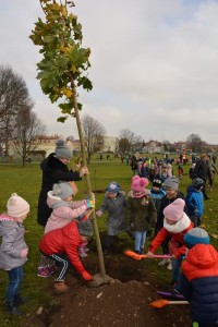 Suwałki Bulwary sadzenie drzew