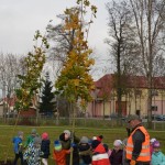 Suwałki Bulwary sadzenie drzew