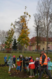 Suwałki Bulwary sadzenie drzew