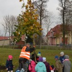 Suwałki Bulwary sadzenie drzew
