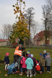 Suwałki Bulwary sadzenie drzew