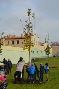Suwałki Bulwary sadzenie drzew