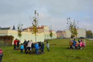 Suwałki Bulwary sadzenie drzew