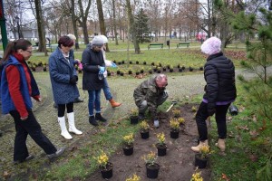 Suwałki Pryzmat sadzenie krzewów