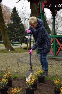 Suwałki Pryzmat sadzenie krzewów