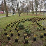 Suwałki Pryzmat sadzenie krzewów