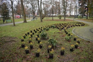 Suwałki Pryzmat sadzenie krzewów