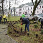 Suwałki Pryzmat sadzenie krzewów