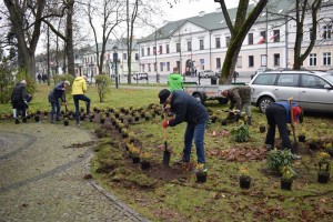 Suwałki Pryzmat sadzenie krzewów