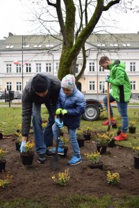 Suwałki Pryzmat sadzenie krzewów