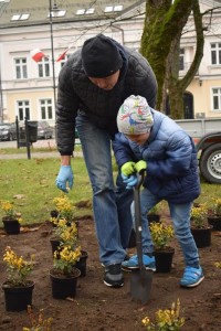 Suwałki Pryzmat sadzenie krzewów