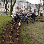 Suwałki Pryzmat sadzenie krzewów