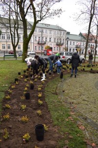Suwałki Pryzmat sadzenie krzewów