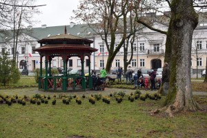 Suwałki Pryzmat sadzenie krzewów