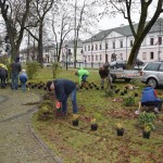 Suwałki Pryzmat sadzenie krzewów