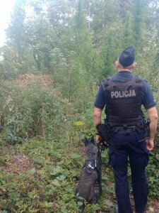Suwałki plantacja konopi zlikwidowana